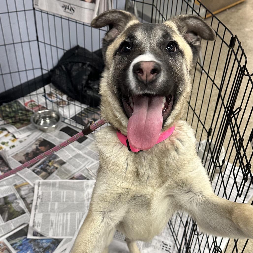 Olive — thumbnail 4