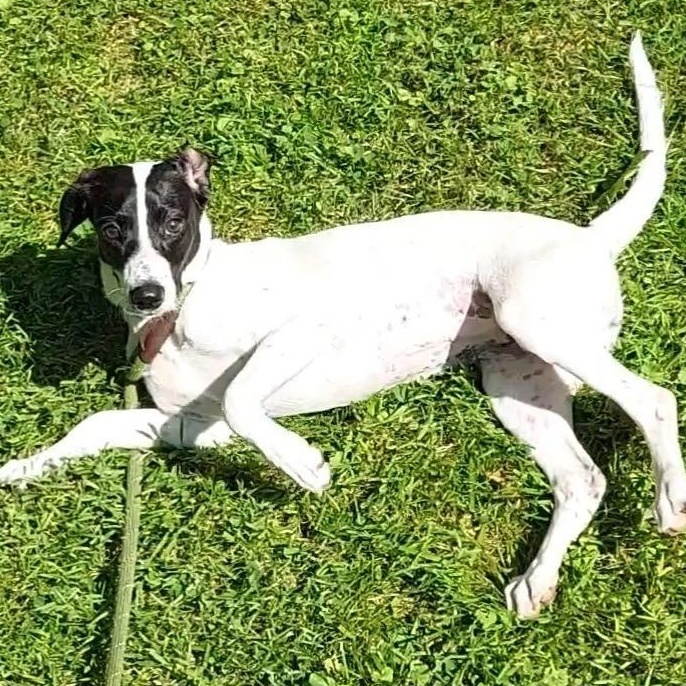 Enlarge Gabby, an adopted mixed breed in Spencer, IN image 2/2