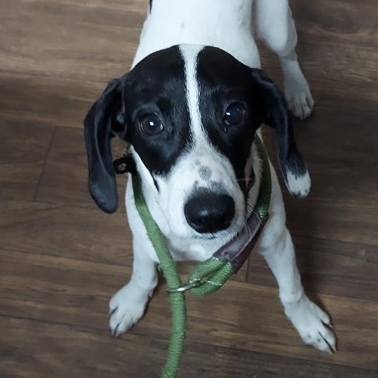 Enlarge Gabby, an adopted mixed breed in Spencer, IN image 1/2