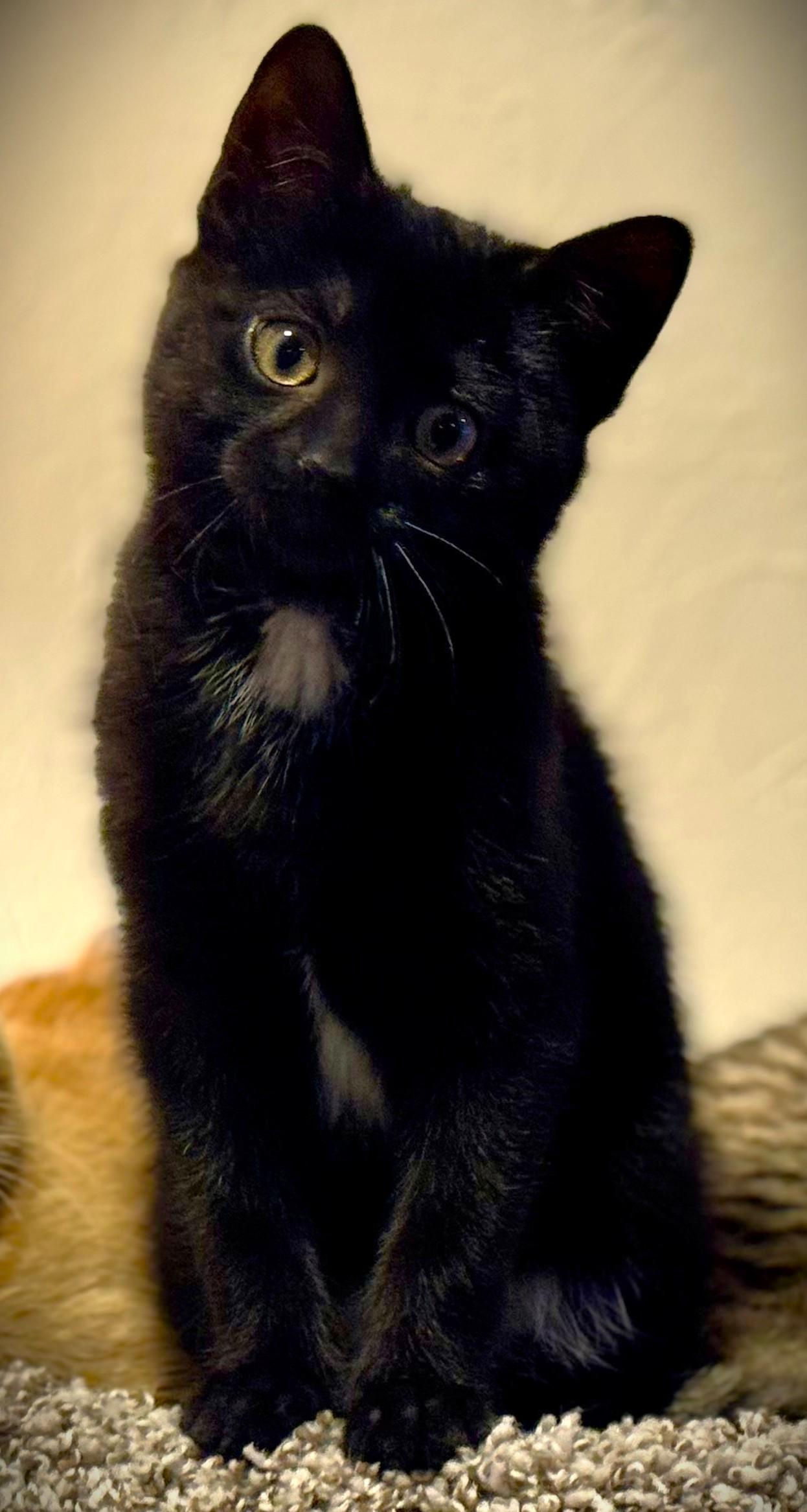 Enlarge NICKY, an adopted Domestic Short Hair in Mankato, MN image 2/6