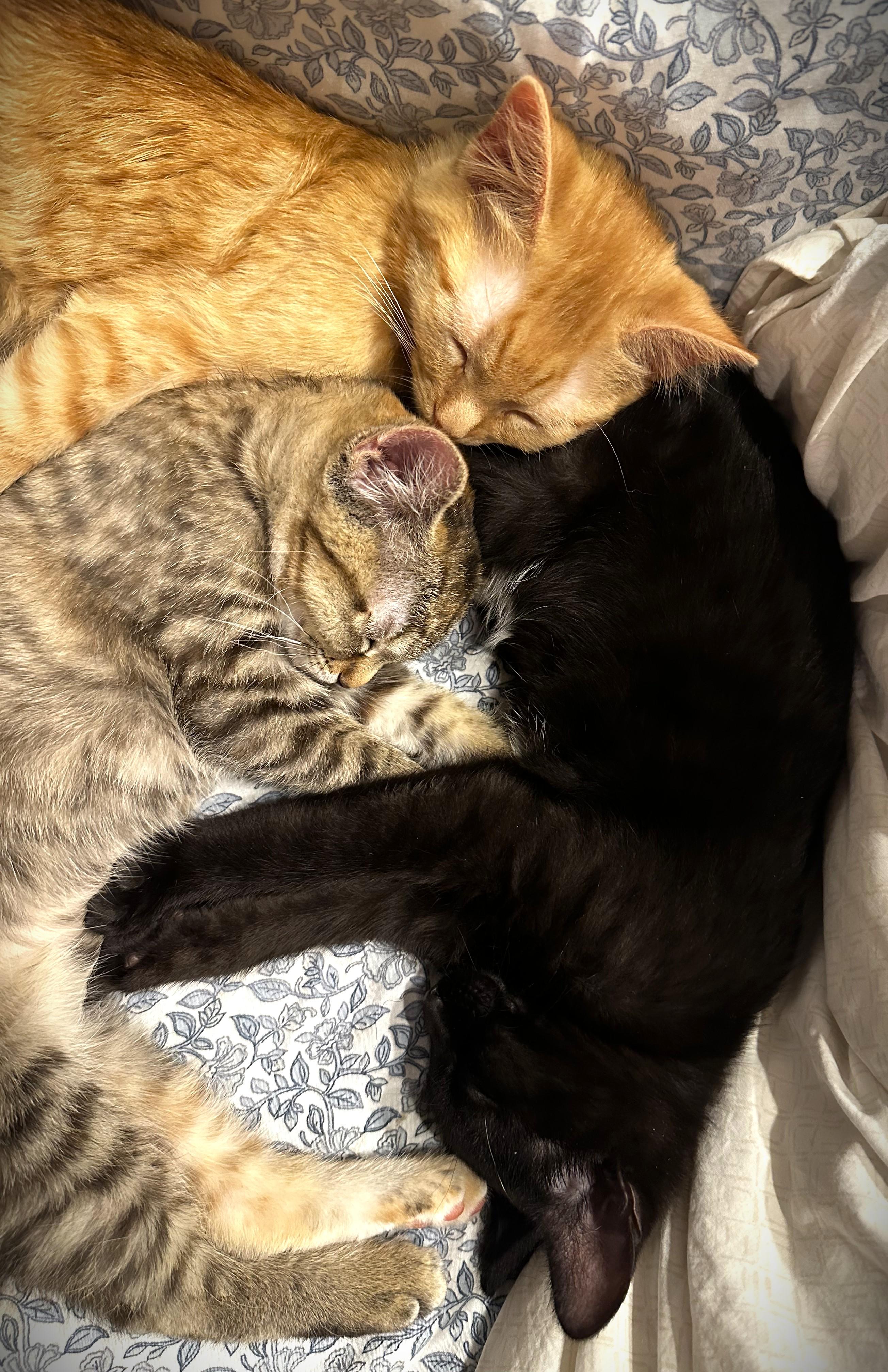 Enlarge NICKY, an adopted Domestic Short Hair in Mankato, MN image 6/6