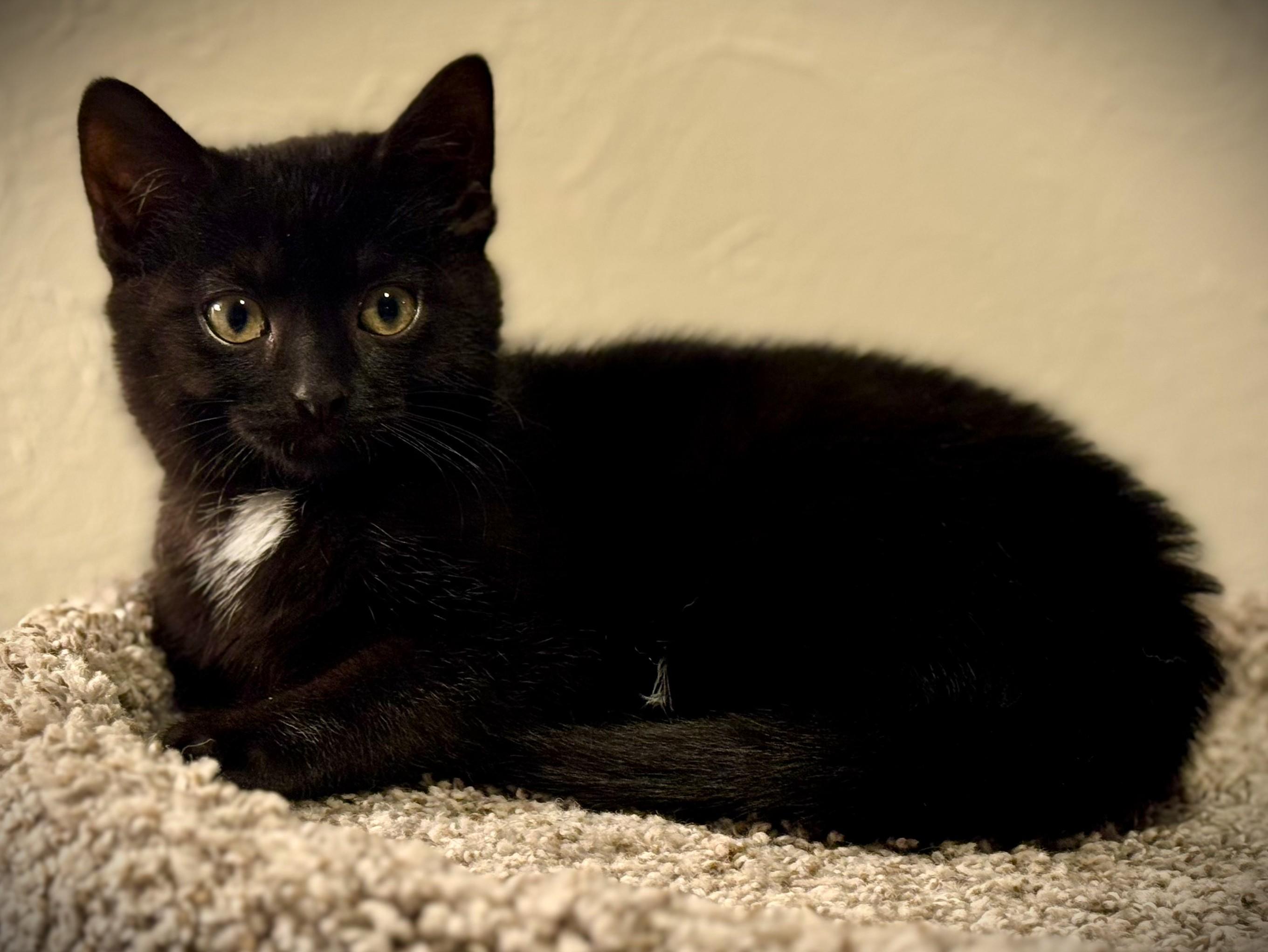 Enlarge NICKY, an adopted Domestic Short Hair in Mankato, MN image 3/6