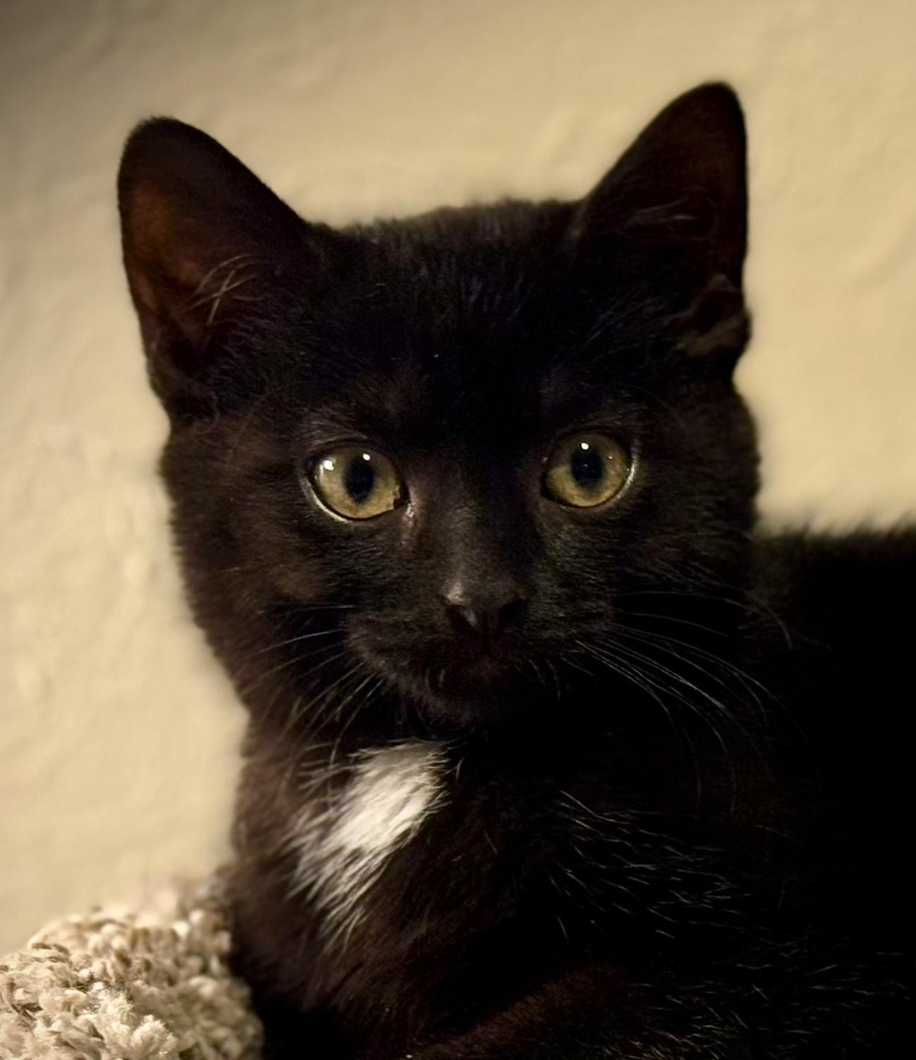 Enlarge NICKY, an adopted Domestic Short Hair in Mankato, MN image 1/6