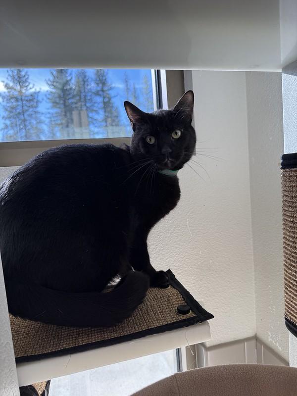 Enlarge Lord, a ADOPTABLE Domestic Short Hair in Truckee, CA image 4/4