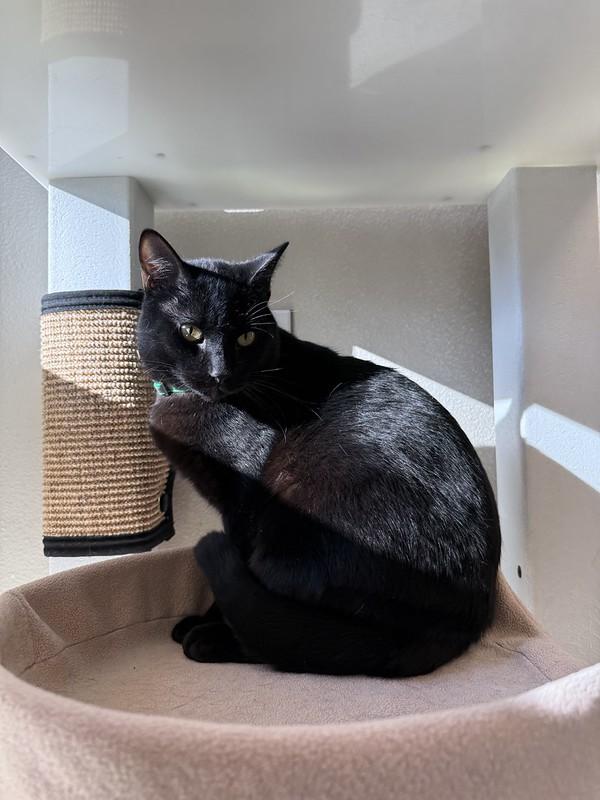 Lord, ADOPTABLE, Young Male Domestic Short Hair.