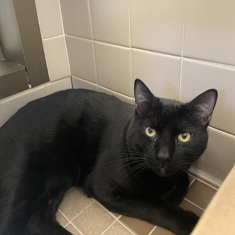 Enlarge Lord, a ADOPTABLE Domestic Short Hair in Truckee, CA image 2/4