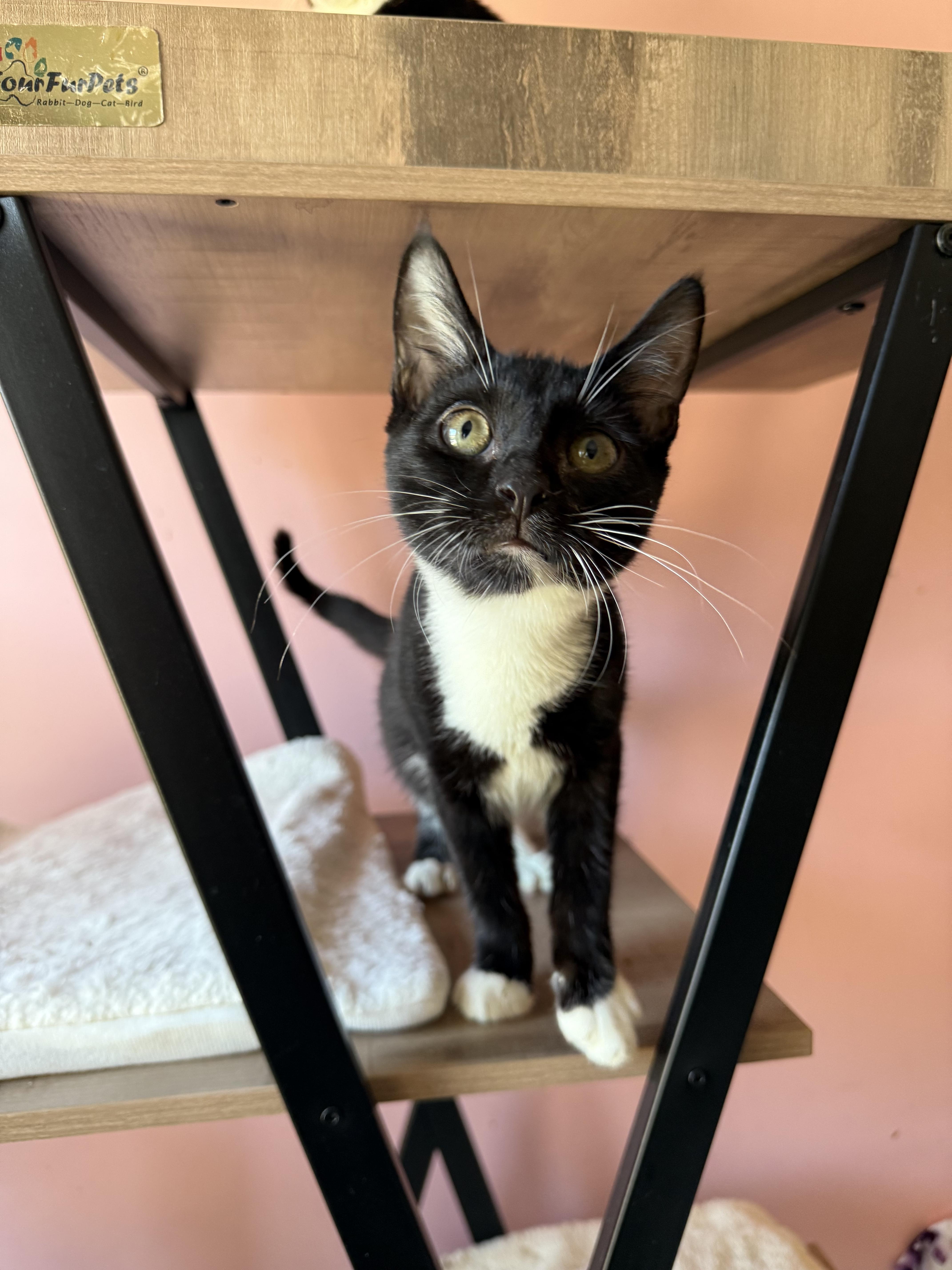 Enlarge ORBIT, an adoptable Tuxedo in New York, NY image 5/6