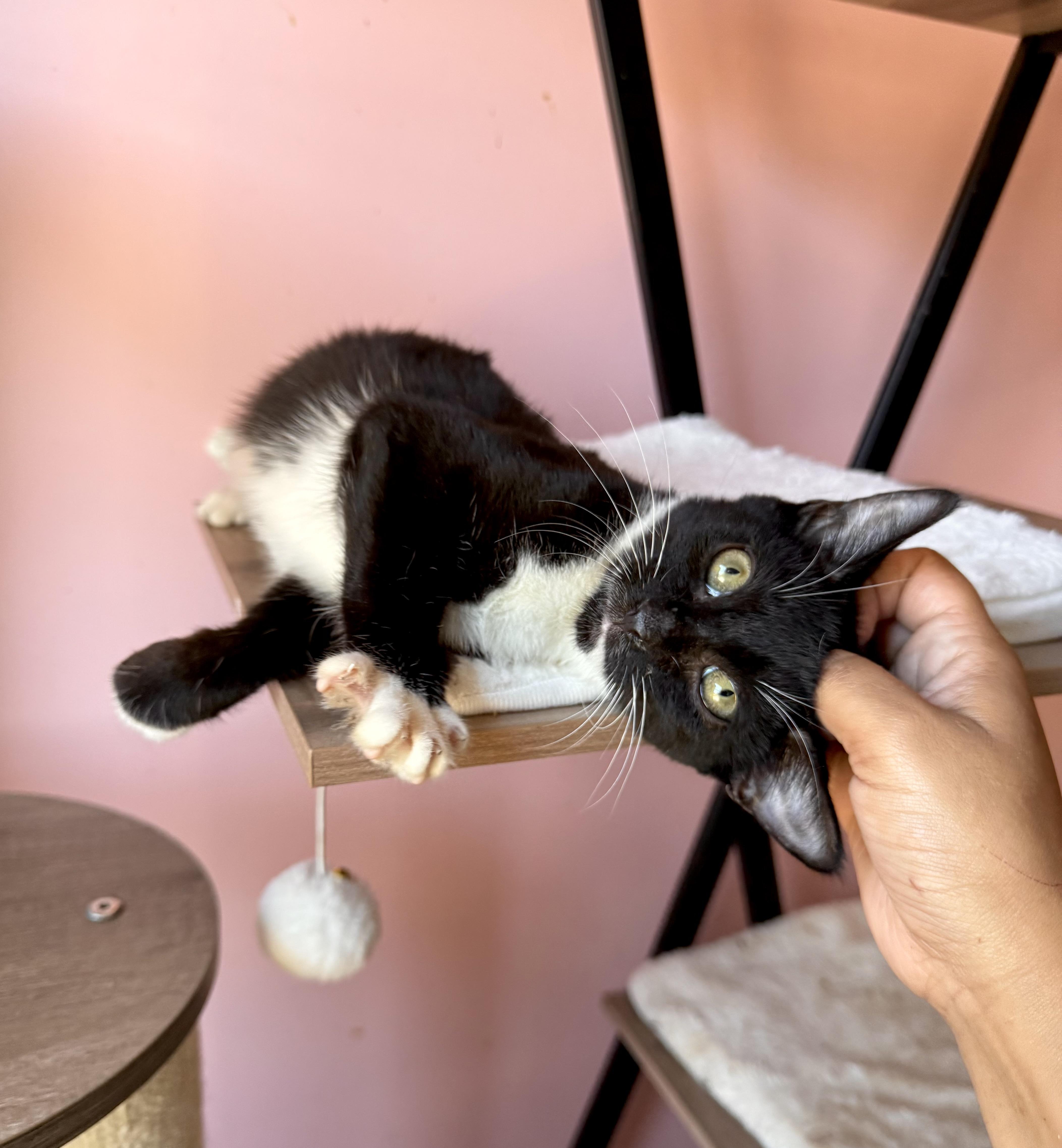 Enlarge ORBIT, an adoptable Tuxedo in New York, NY image 4/6