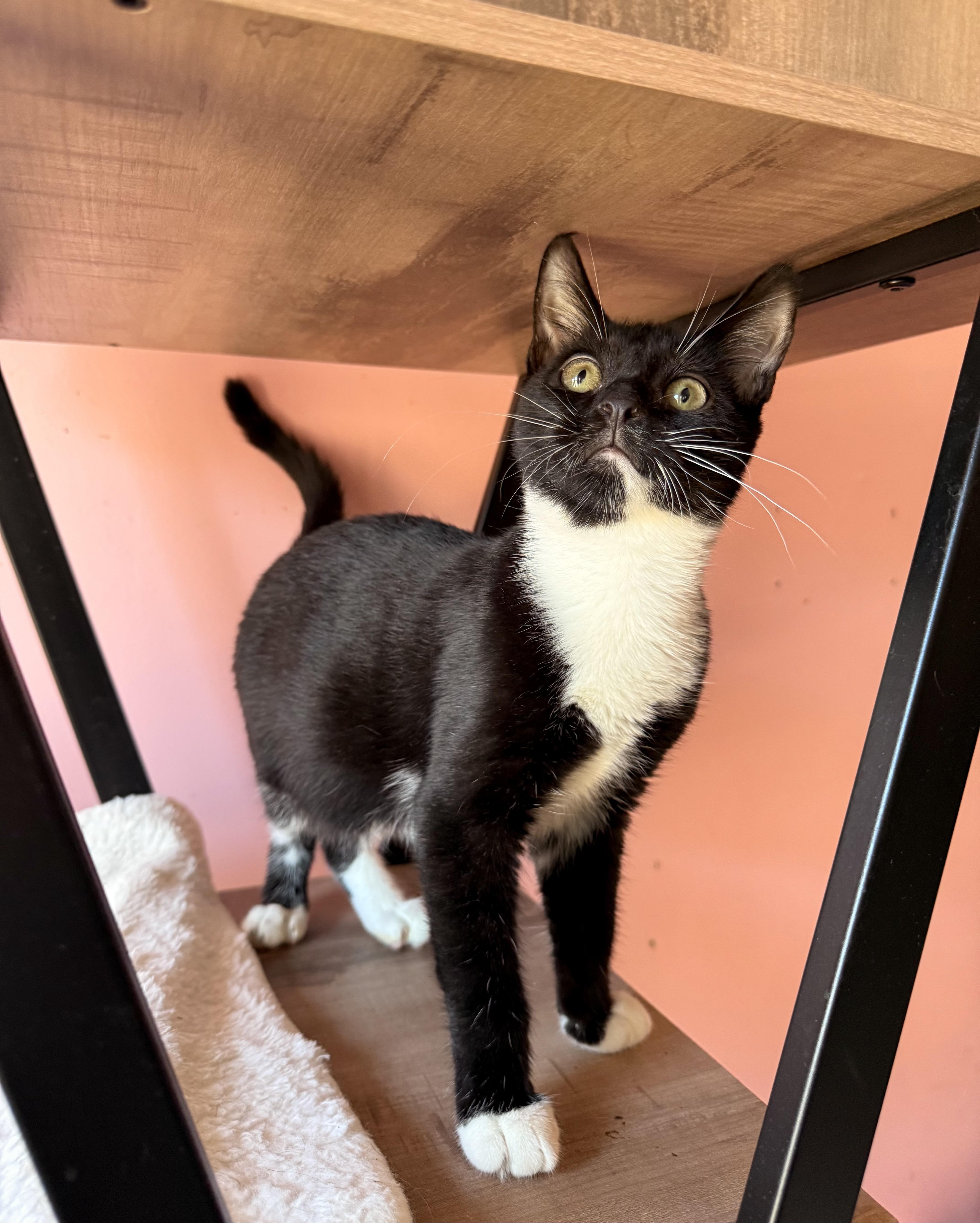 Enlarge ORBIT, an adoptable Tuxedo in New York, NY image 3/6