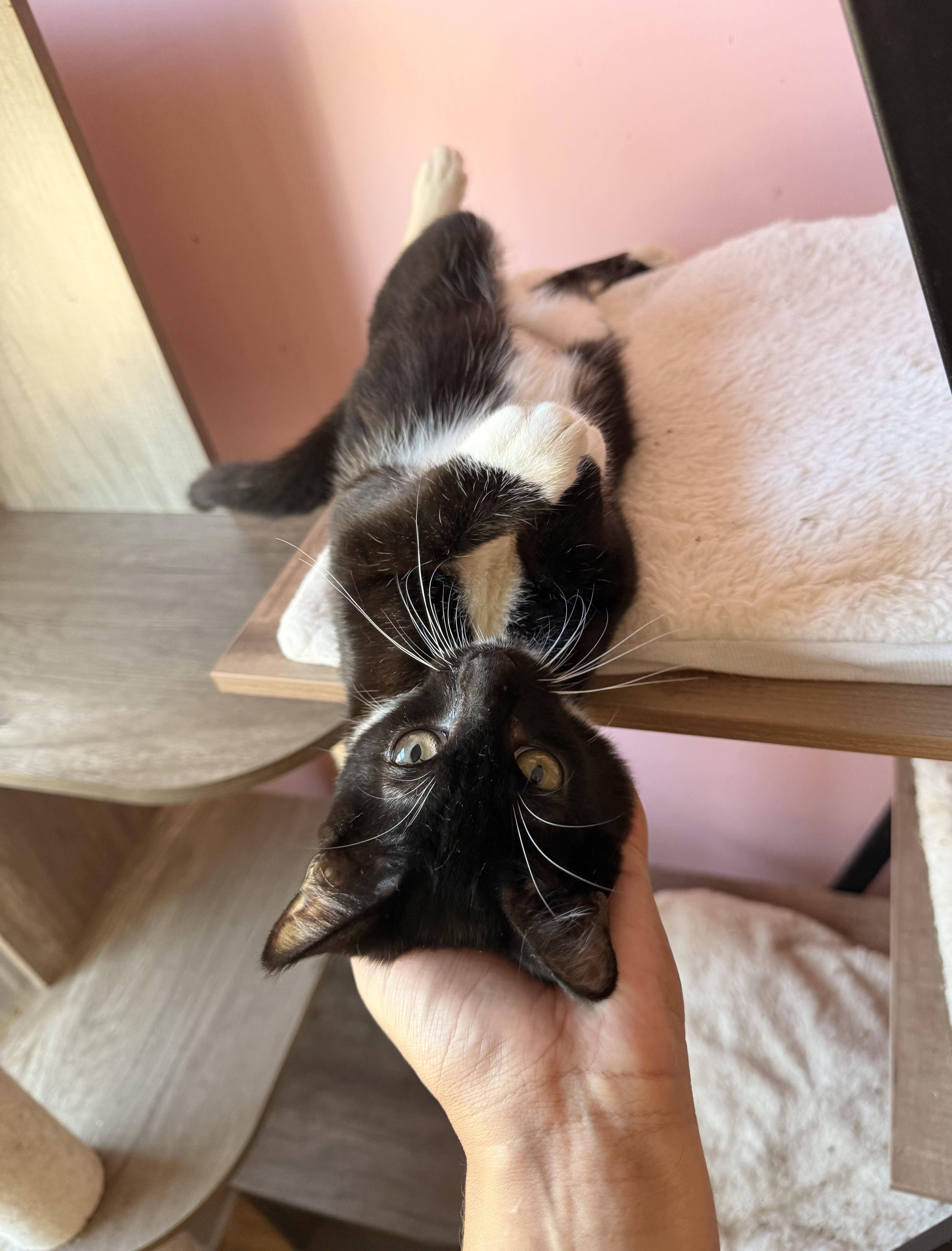 Enlarge ORBIT, an adoptable Tuxedo in New York, NY image 6/6