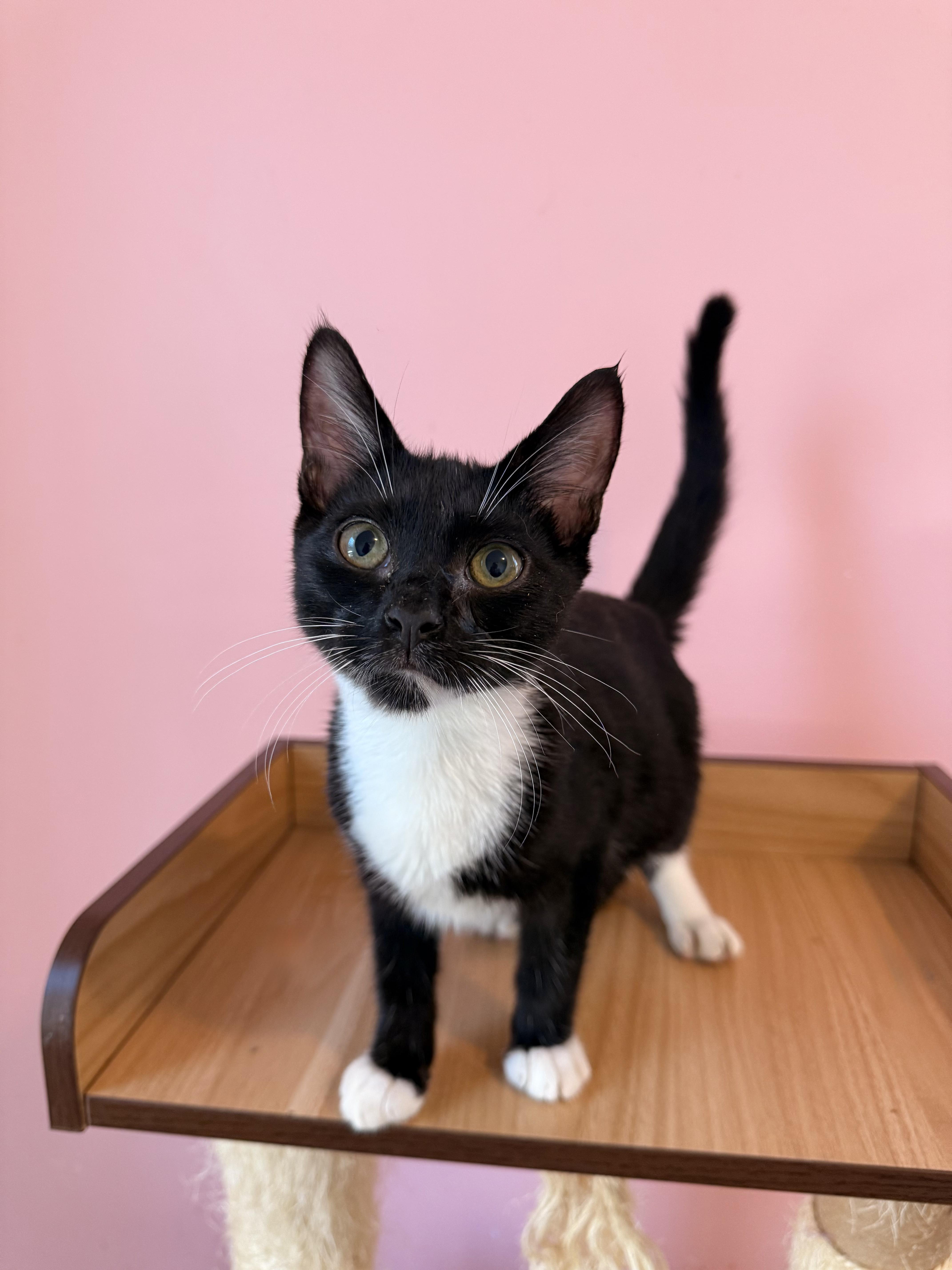 Enlarge ORBIT, an adoptable Tuxedo in New York, NY image 1/6