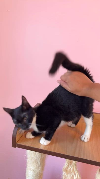 Enlarge ORBIT, an adoptable Tuxedo in New York, NY video 2/6