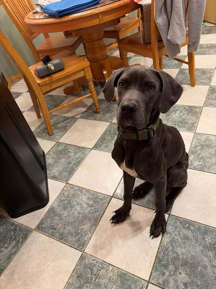 Enlarge Diamond (AL), a Adoptable Great Dane in New York, NY image 3/3