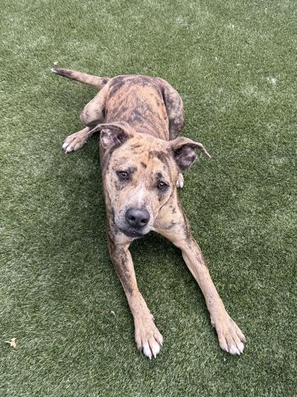 Enlarge Miles, a Adoptable mixed breed in Lafayette, IN image 1/2