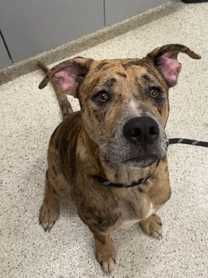 Enlarge Miles, a Adoptable mixed breed in Lafayette, IN image 2/2