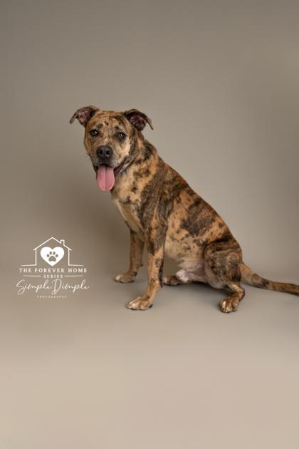 Enlarge Miles, a Adoptable mixed breed in Lafayette, IN image 3/3