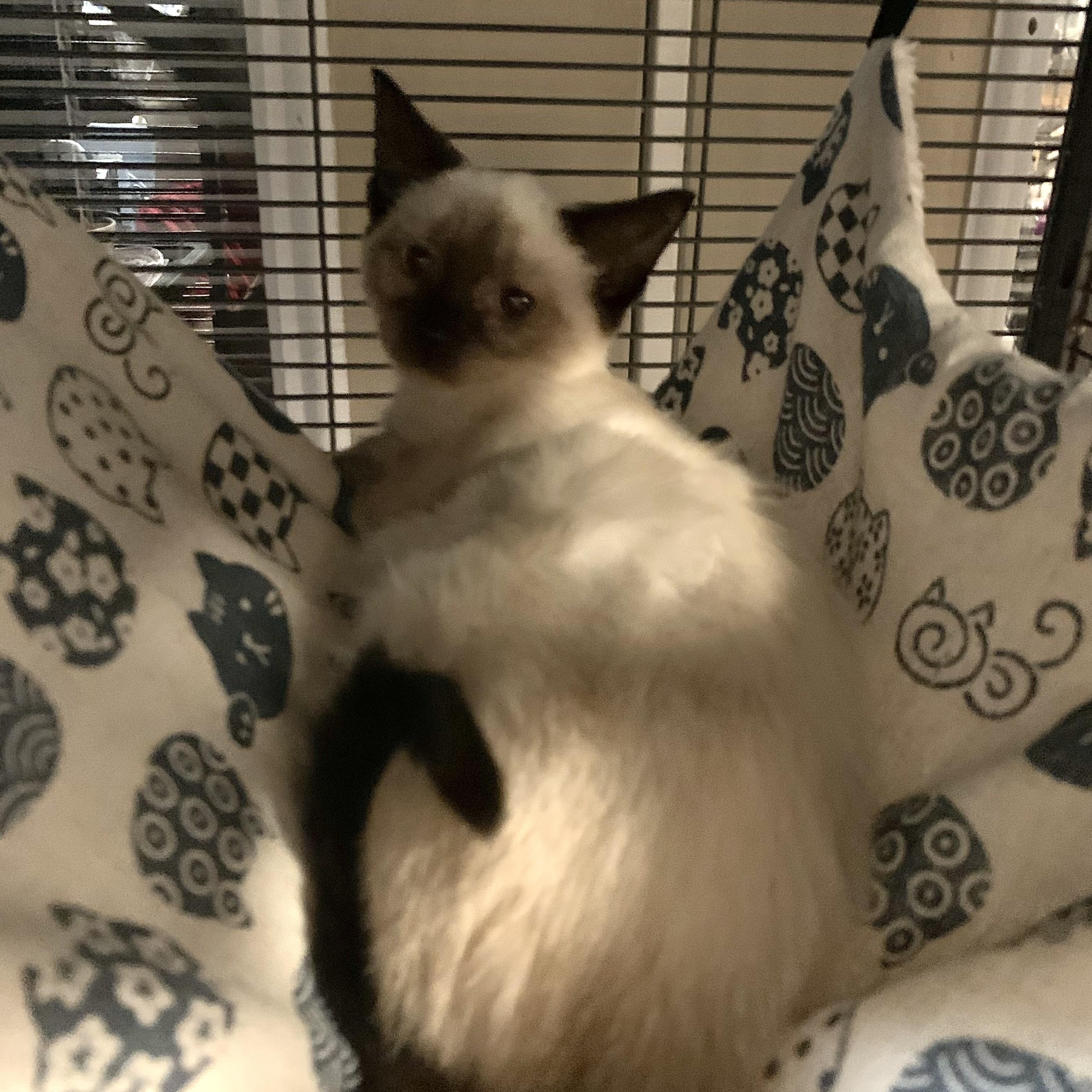 Enlarge Echo, a Adopted Applehead Siamese in Shelby Township, MI image 1/1
