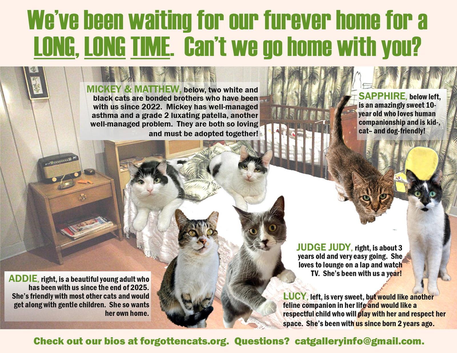 Enlarge Longer Timers Part 2:  Female & Male, a Adoptable Domestic Short Hair in Greenville, DE image 1/2