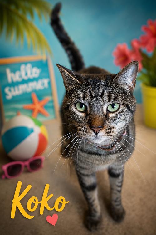 Enlarge Longer Timers Part 2:  Female & Male, a Adoptable Domestic Short Hair in Greenville, DE image 2/2