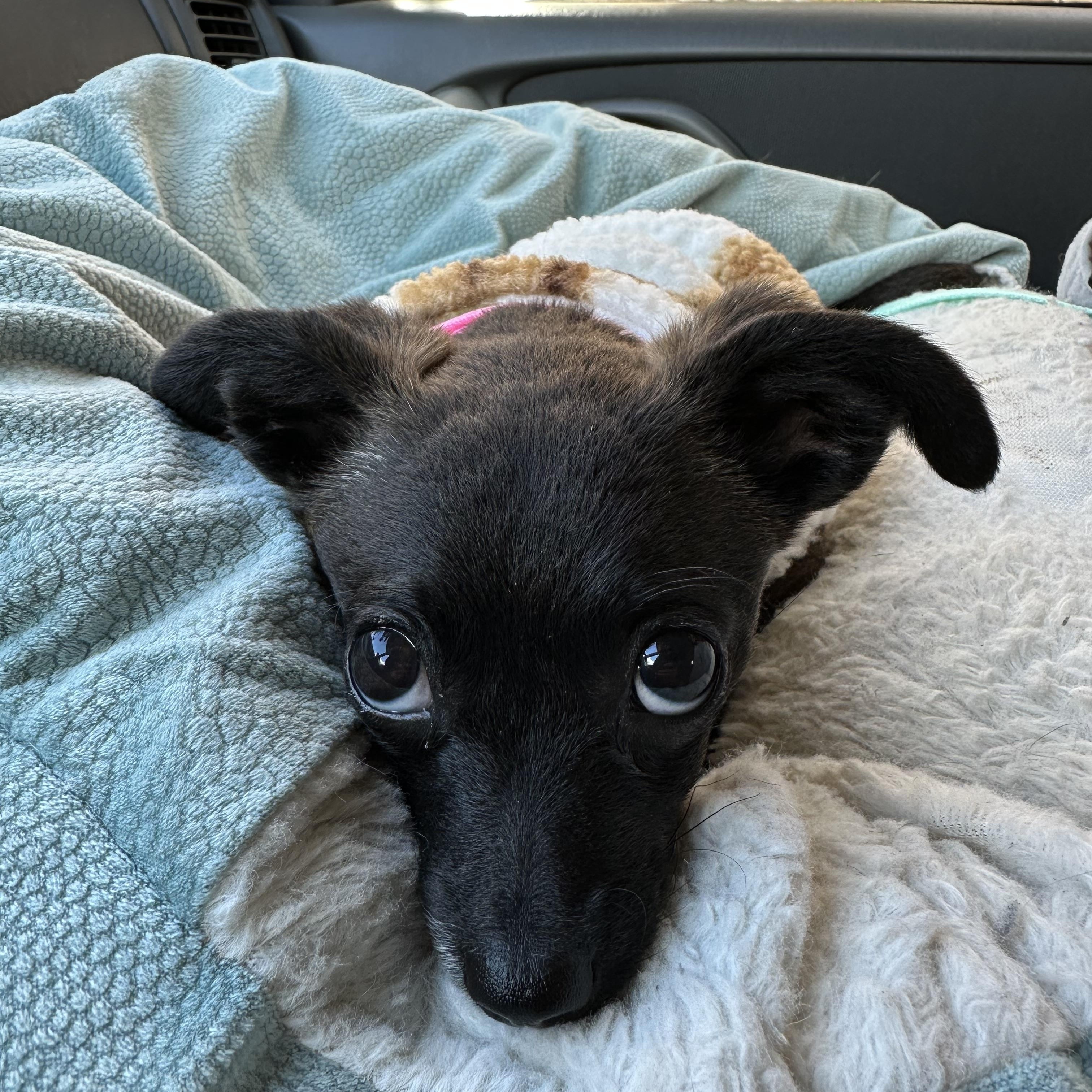 Luna, Adopted, Puppy Female Chihuahua.