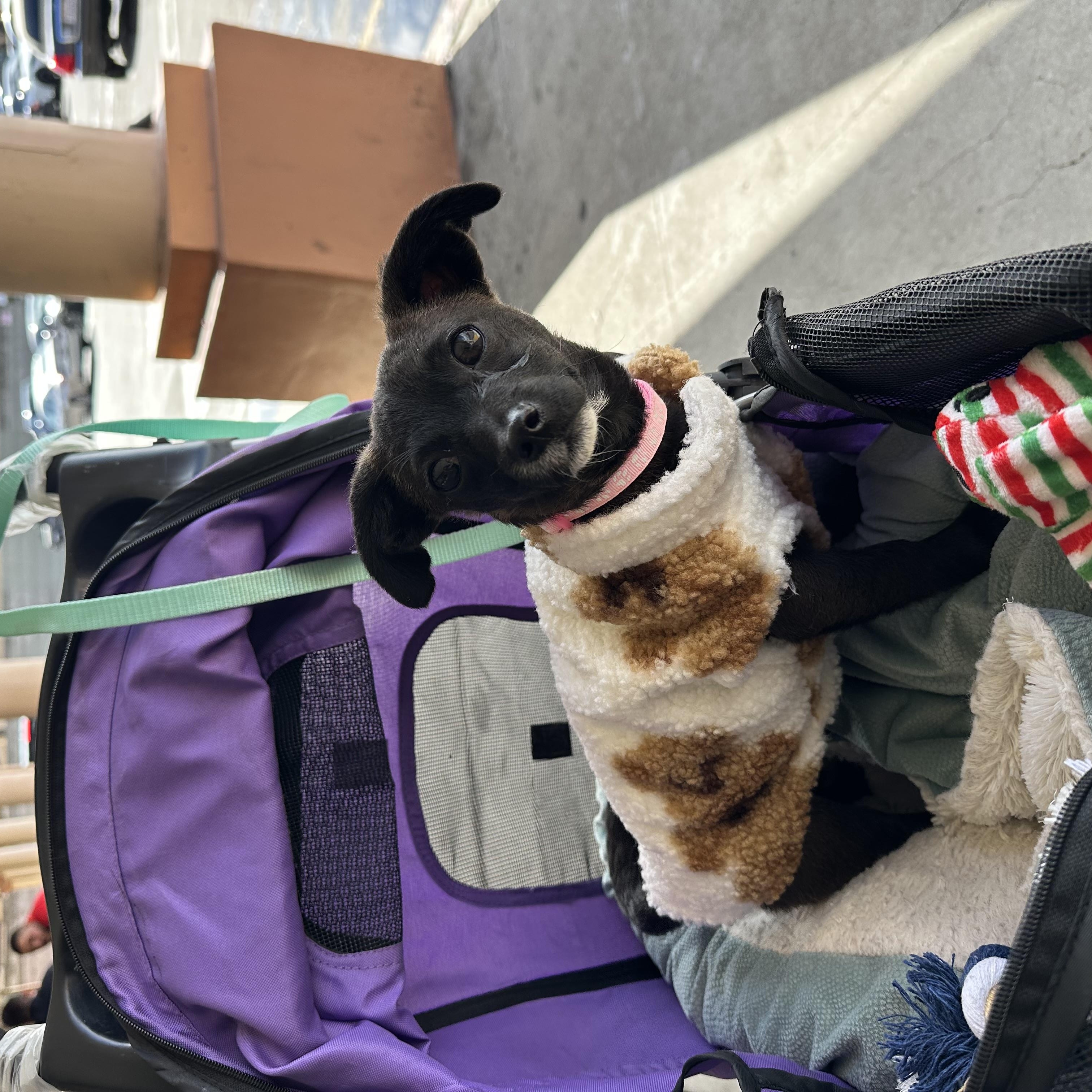 Luna, a Adopted mixed breed in West Hollywood, CA image 2/4