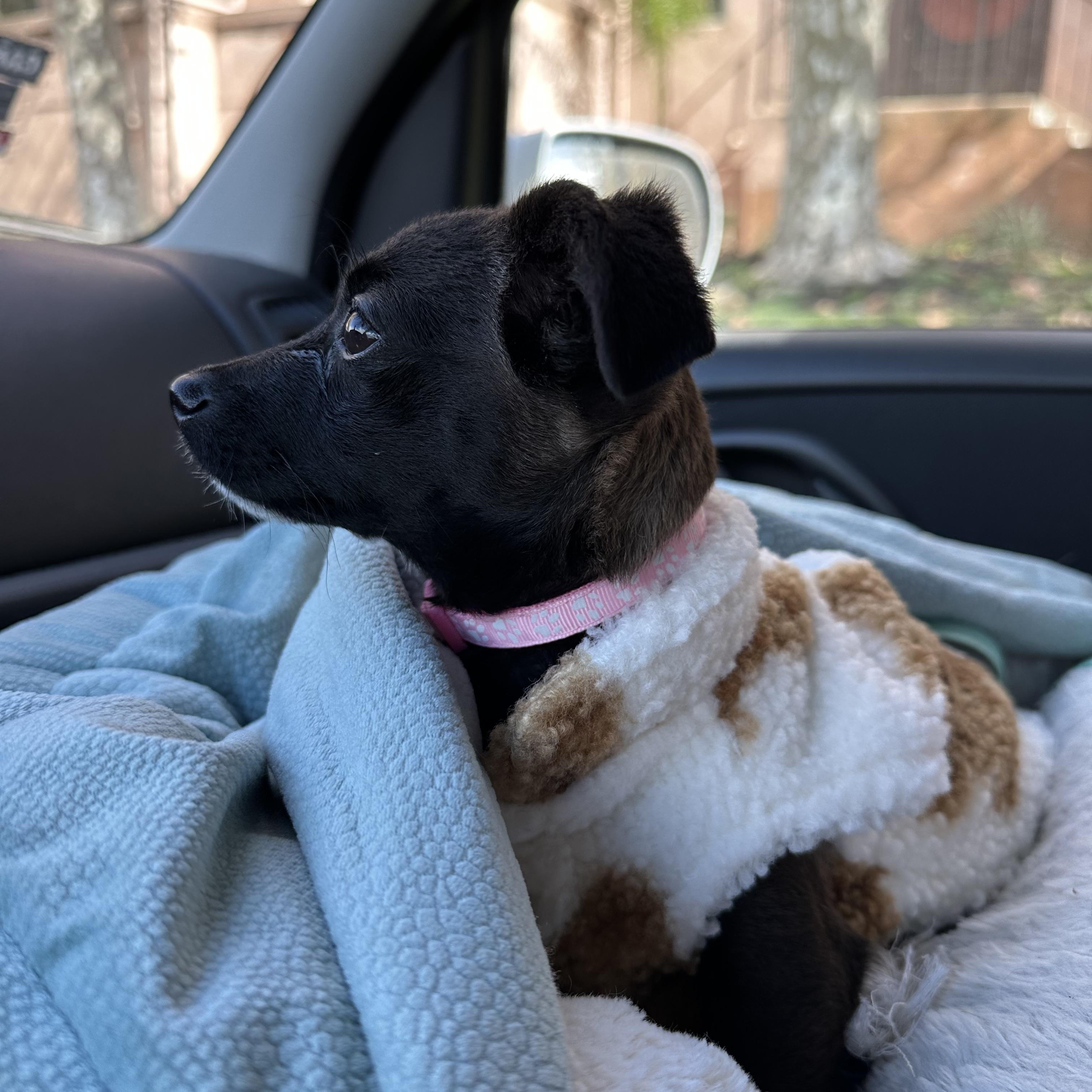 Luna, a Adopted mixed breed in West Hollywood, CA image 3/4