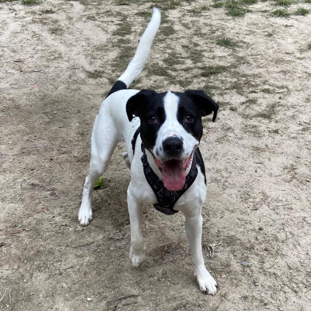 Ralphie (Cow A Bunga), Adoptable, Adult Male English Pointer & Hound.