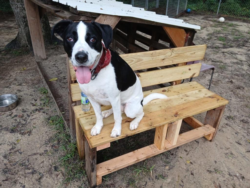Enlarge Ralphie (Cow A Bunga), a Adoptable mixed breed in Clinton, SC image 2/6