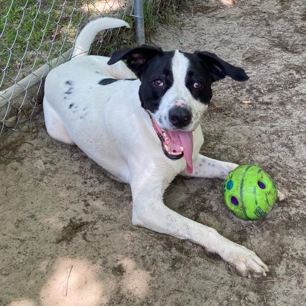 Enlarge Ralphie (Cow A Bunga), a Adoptable mixed breed in Clinton, SC image 3/6