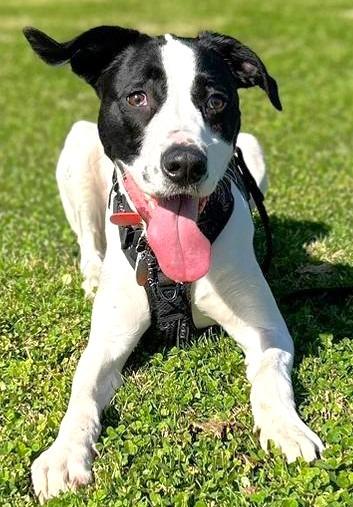 Enlarge Ralphie (Cow A Bunga), a Adoptable mixed breed in Clinton, SC image 4/6
