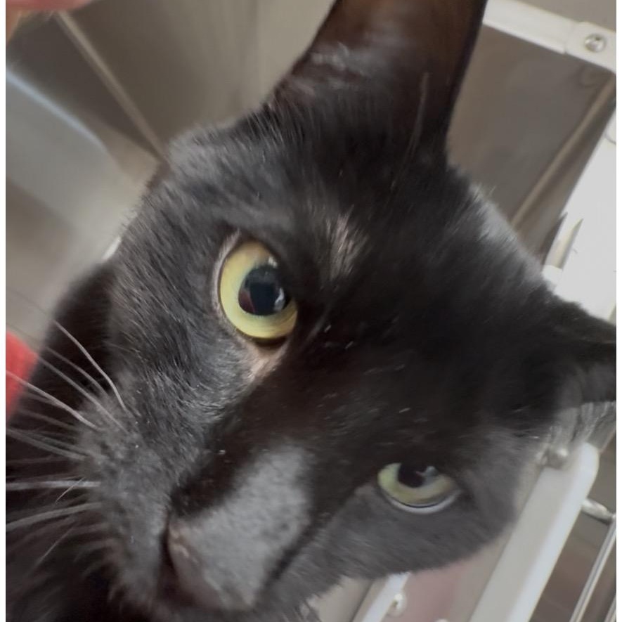 Enlarge Lucy , an adoptable Domestic Short Hair in North Kingstown, RI image 1/6