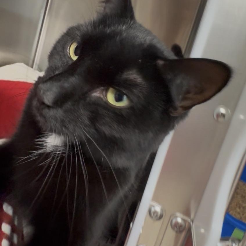 Enlarge Lucy , an adoptable Domestic Short Hair in North Kingstown, RI image 2/6