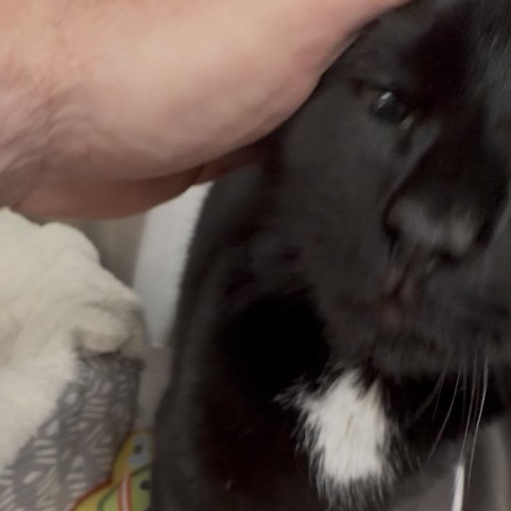 Enlarge Lucy , an adoptable Domestic Short Hair in North Kingstown, RI image 4/6