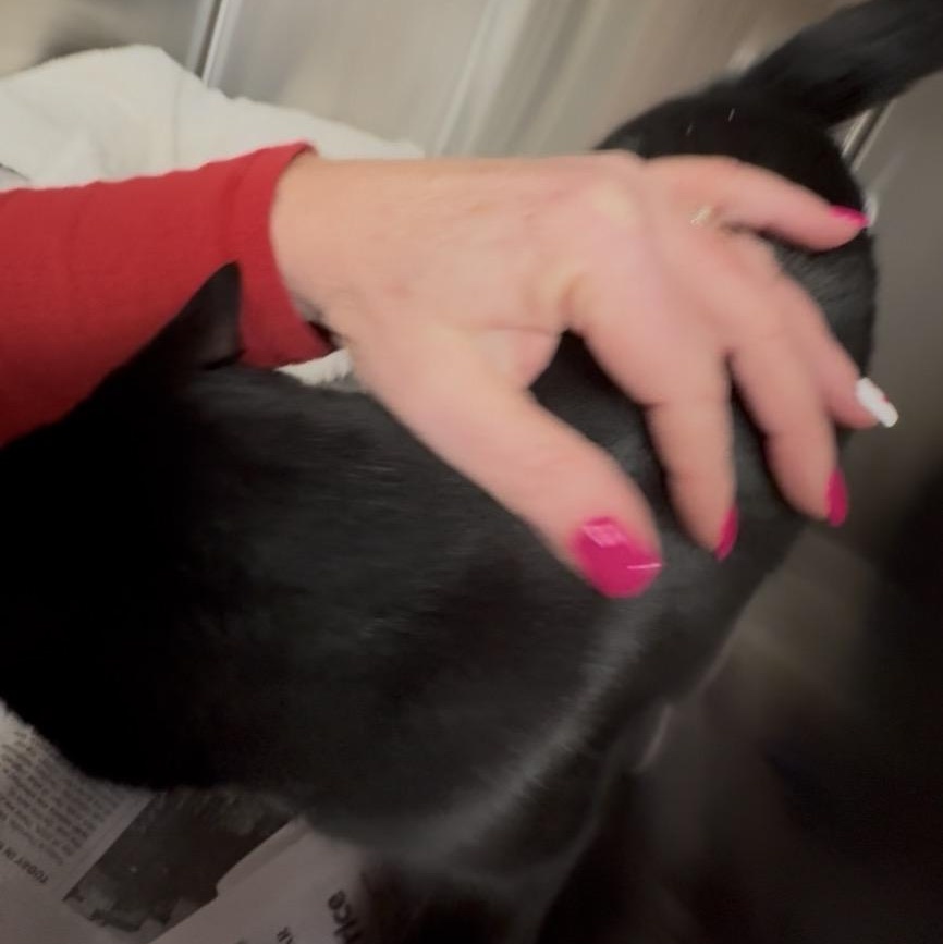 Enlarge Lucy , an adoptable Domestic Short Hair in North Kingstown, RI image 5/6