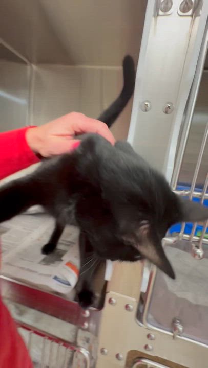 Enlarge Lucy , an adoptable Domestic Short Hair in North Kingstown, RI video 6/6