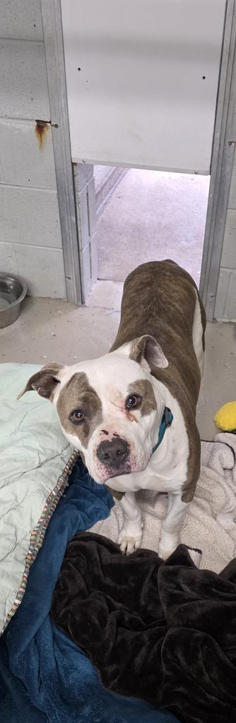 Enlarge Mia, a Adoptable Pit Bull Terrier in Camden, TN image 1/1