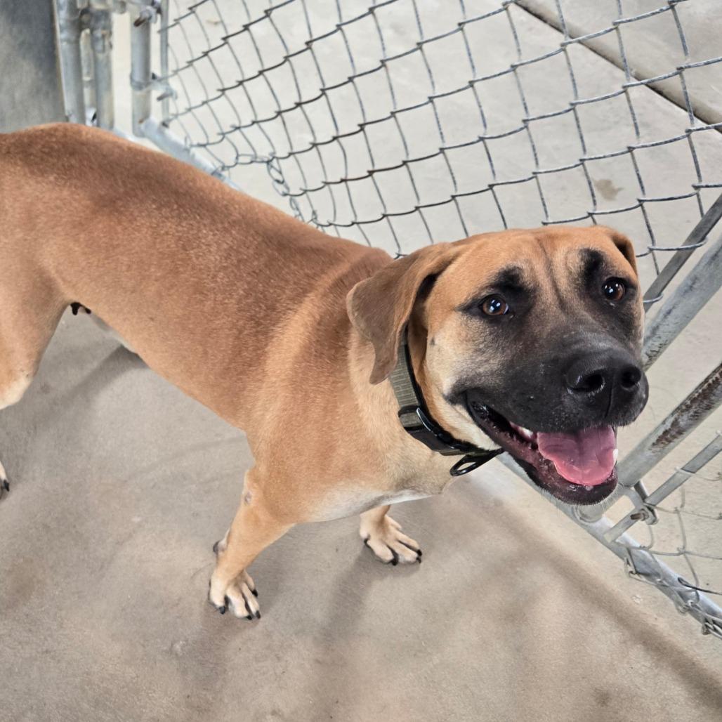 Libby, Adoptable, Adult Female Labrador Retriever.