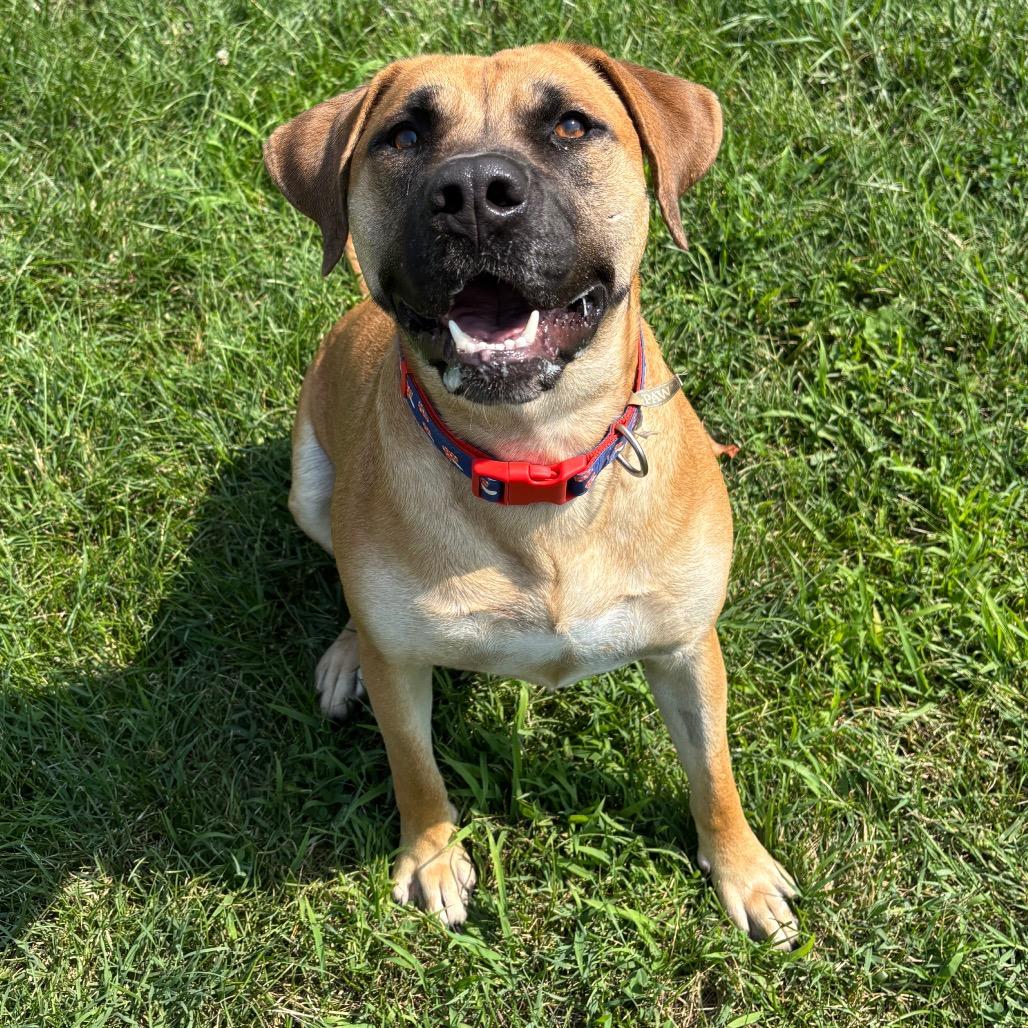 Enlarge Libby, a Adoptable Labrador Retriever in Waynesboro, PA image 2/3