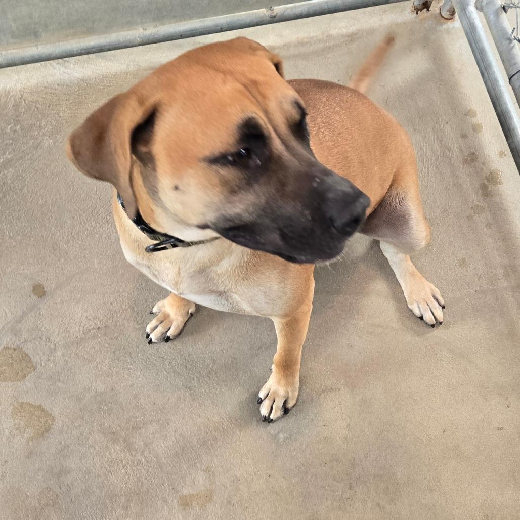 Enlarge Libby, a Adoptable Labrador Retriever in Waynesboro, PA image 3/3