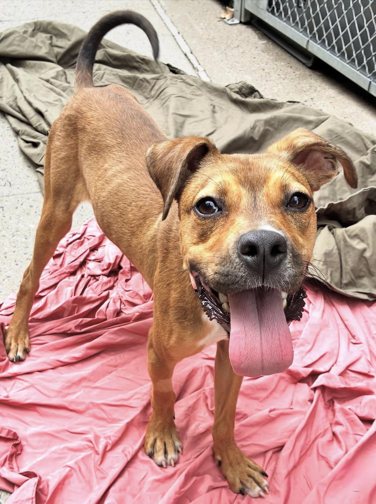 Maizey, a Adoptable mixed breed in Brooklyn, NY image 2/6
