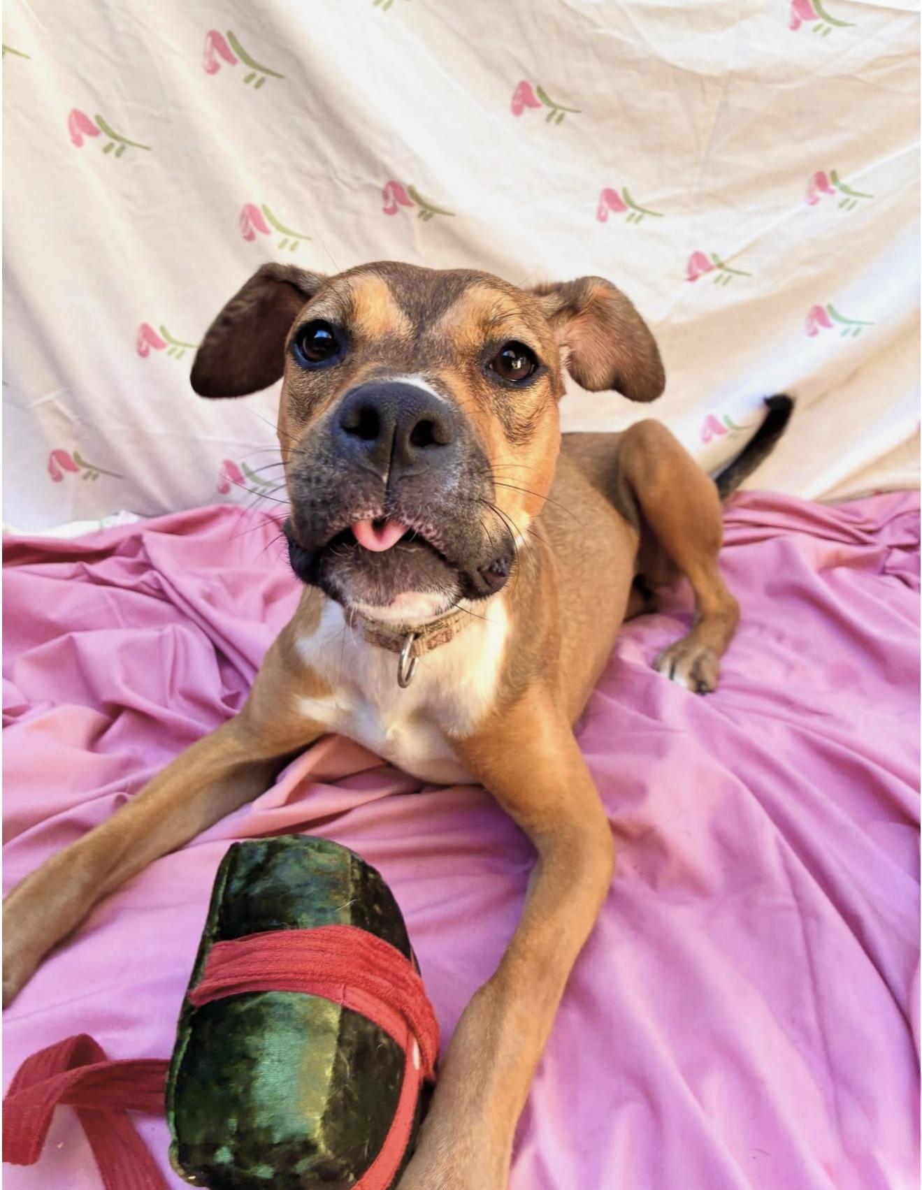 Maizey, a Adoptable mixed breed in Brooklyn, NY image 3/6