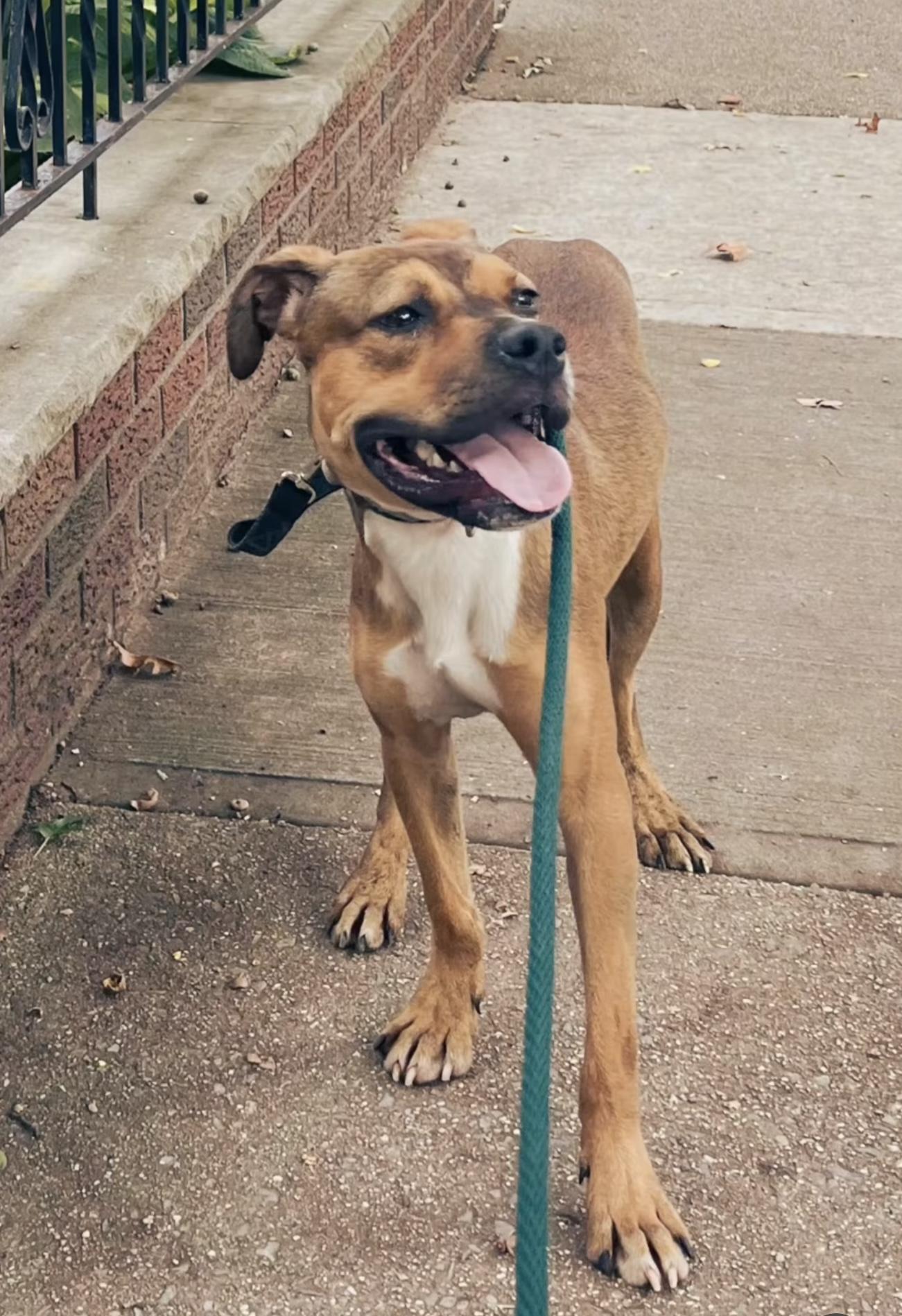 Maizey, a Adoptable mixed breed in Brooklyn, NY image 4/6