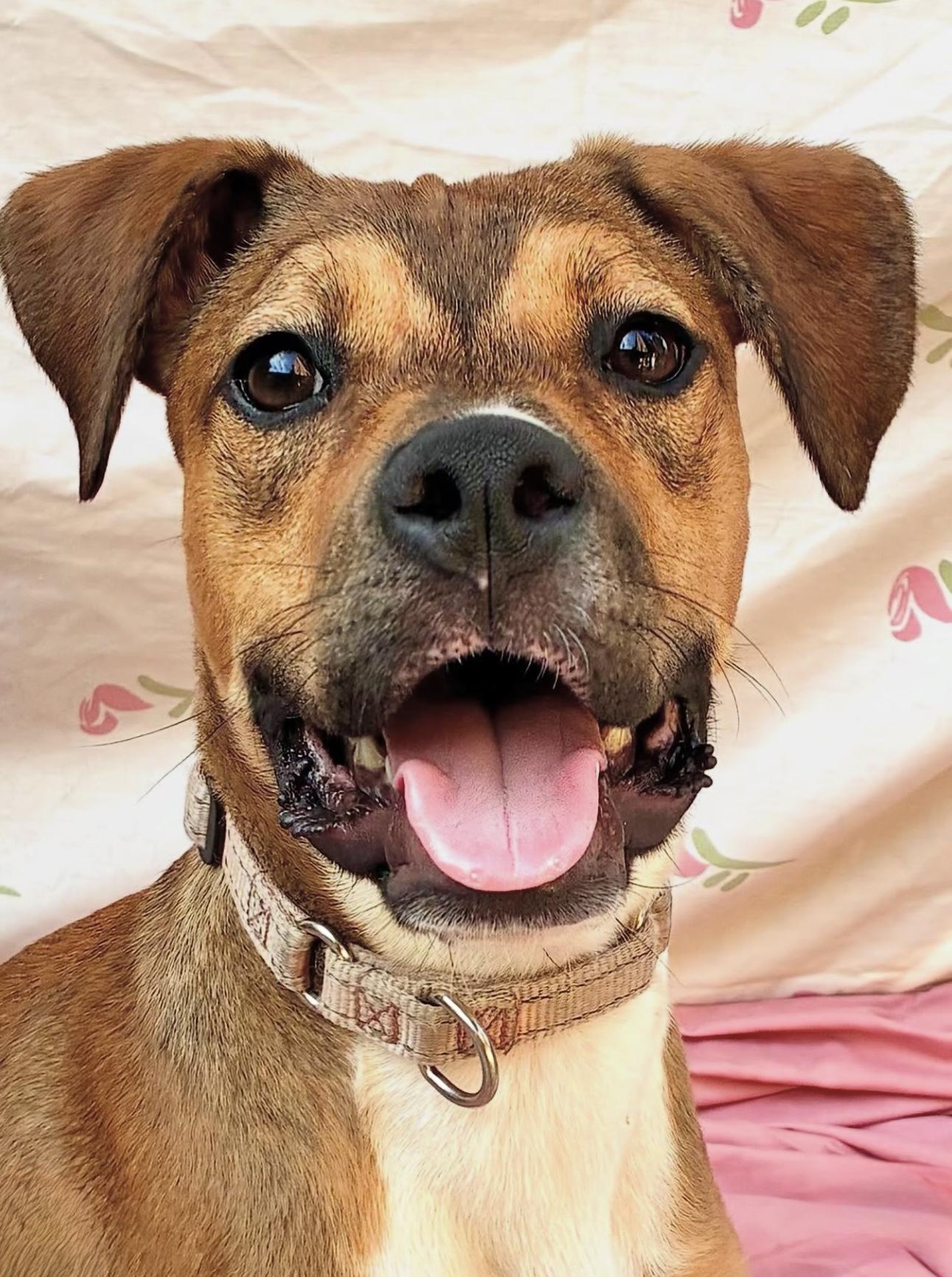 Maizey, Adoptable, Puppy Female Boxer.