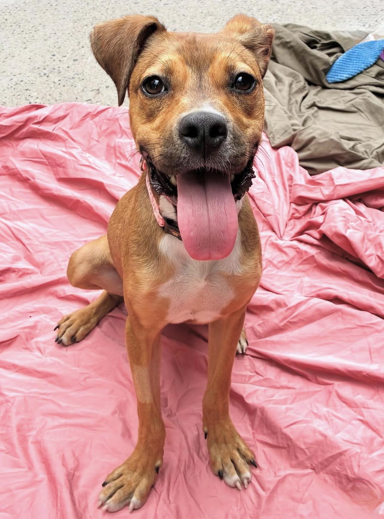 Maizey, a Adoptable mixed breed in Brooklyn, NY image 5/6