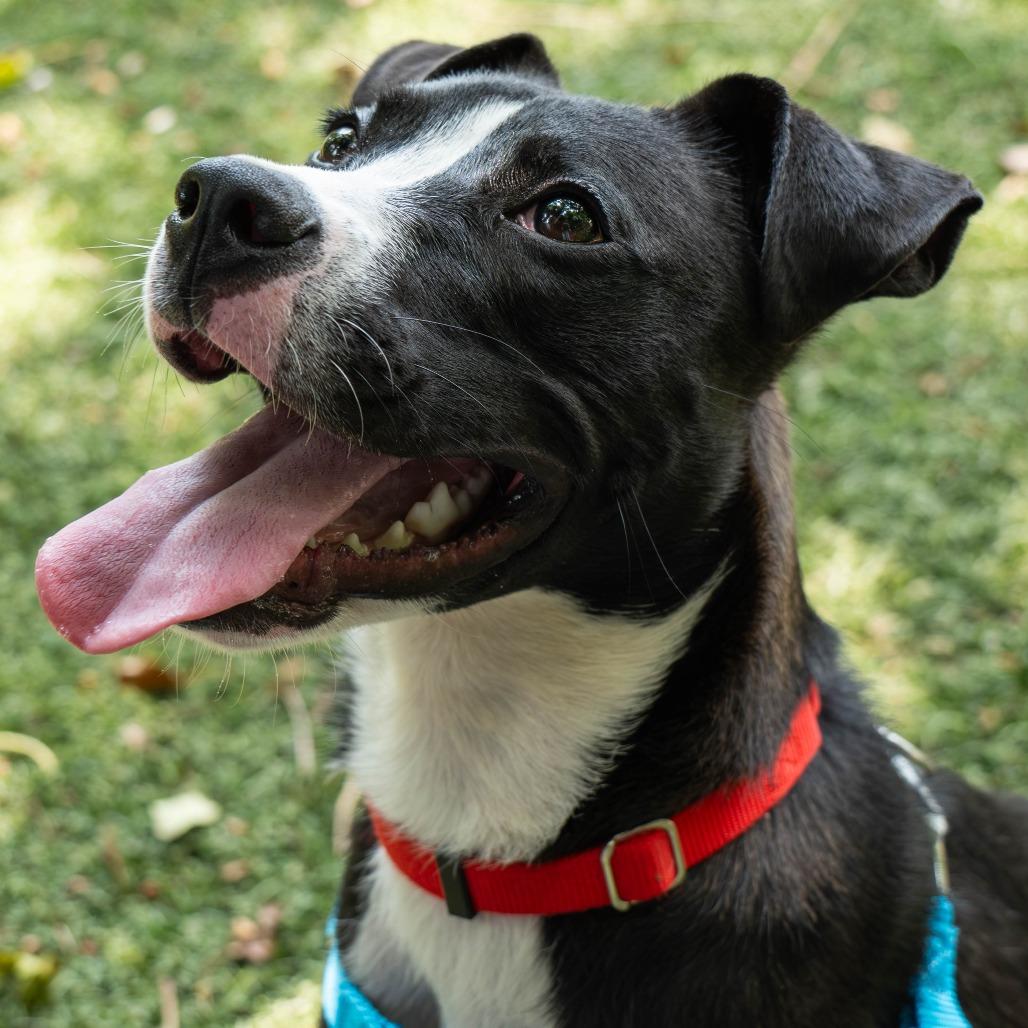 Sable, a Adoptable Pit Bull Terrier in Baltimore, MD image 1/2
