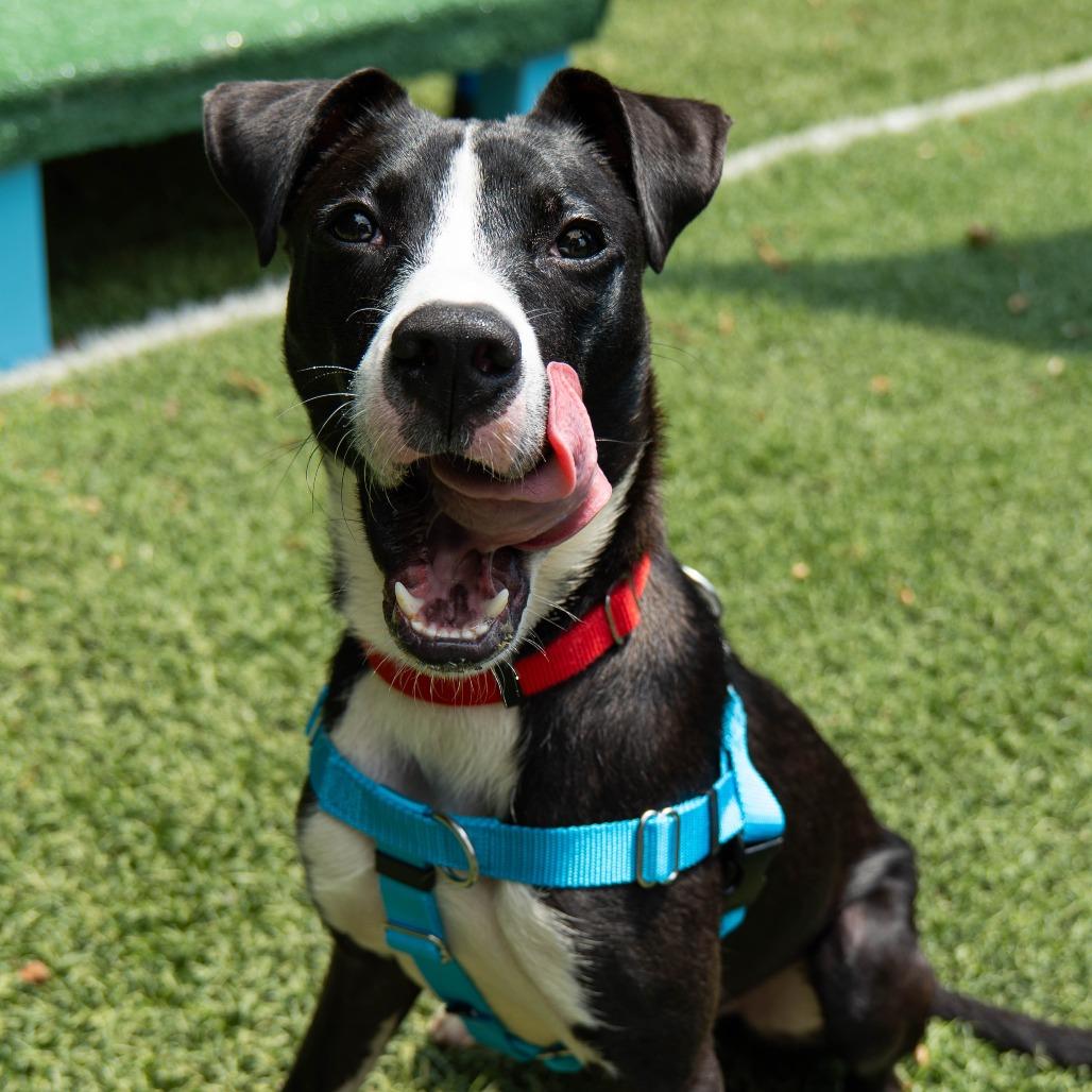 Sable, a Adoptable Pit Bull Terrier in Baltimore, MD image 2/2