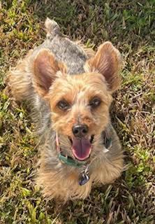 Enlarge Riley, an adopted mixed breed in St Petersburg, FL image 1/4