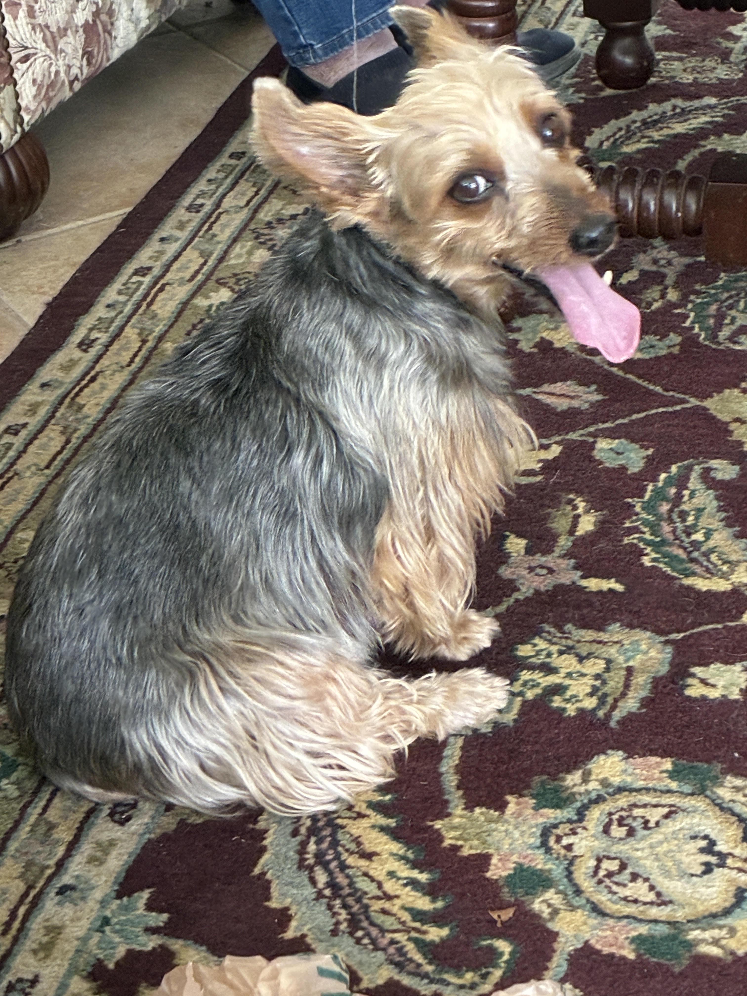 Enlarge Riley, an adopted mixed breed in St Petersburg, FL image 2/4