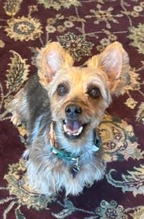 Enlarge Riley, an adopted mixed breed in St Petersburg, FL image 3/4