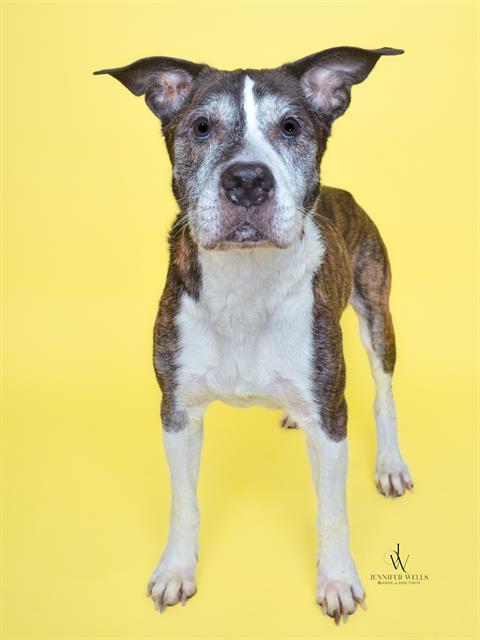 MARCUS, Adoptable, Senior Male Labrador Retriever & Mixed Breed.